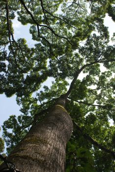Huge trees form rainforest canopy