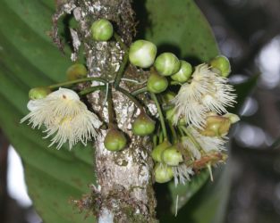 Rainforest trees may bloom on the trunk