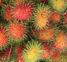 The fruit of the Rambutan is sweet