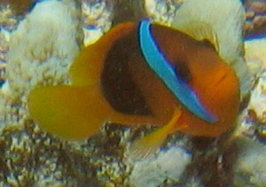 An adult Red and Black anemonefish in New Caledonia