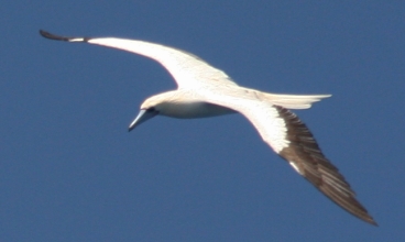 Red Footed Boobies circled above us. Photo c. Amanda Hacking