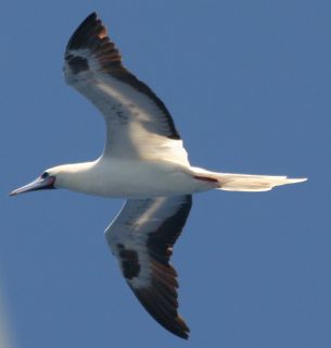 Amanda's Red Footed Boobie