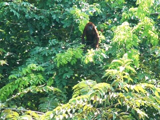 Big, red and noisy