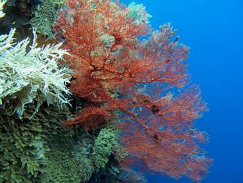 Red gorgonian sea fan and white stinging hydroid