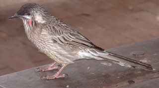 Red Wattlebird on a campsite BBQ, Victoria