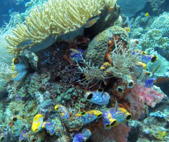 Heart ascidians, soft pink coral & leather coral, Raja Ampat