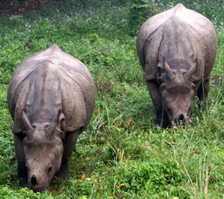 Mother and baby Rhino from elephant-back