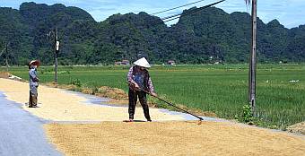Any flat surface was used to dry the rice harvest