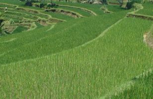 Terraced rice paddies of Indonesia