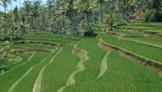 Beautifully terraced rice fields in central Bali