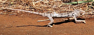 Big chameleon in the road