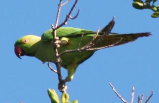 The Rose Ringed Parakeet in Yala National Park