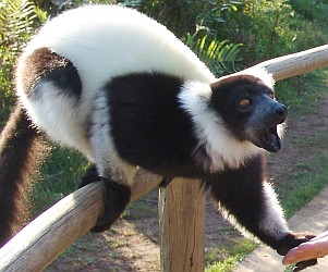 Ruffed Lemur