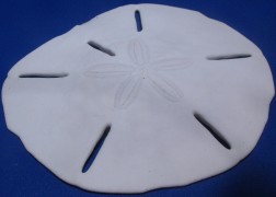 Whole Sand Dollar