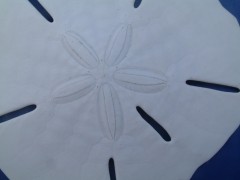 Sand Dollar close up