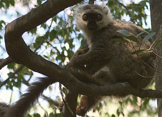 A Sanford Lemur peeks out of the trees