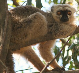 A male Sanford Lemur with black mask