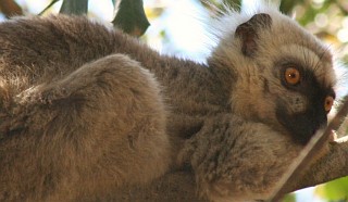 A male Sanford Lemur rests in the trees