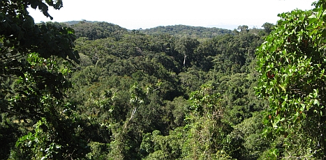 Lush rainforest covers Mont d'Ambre National Park in N. Madagascar