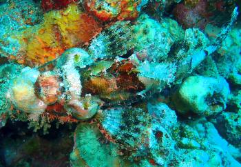 Scorpionfish on Arsenal Bommie