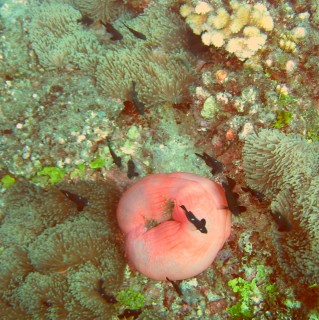 Bluespot dascyllus swim around both open and closed anemone.