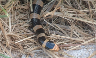 Extremely poisonous Banded Sea Krait