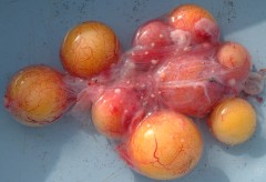 Sea turtle eggs, ripped from the female before being laid.