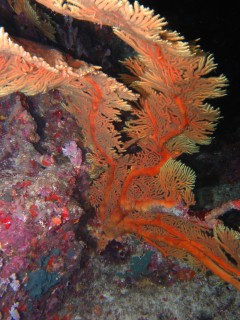 Seafans decorate the walls of the canyons off Tu'ungasika