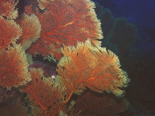A colorful feast of sea fans in the grotto