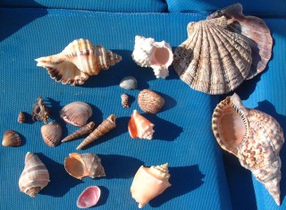 Some of the shells we've collected over the months