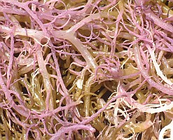 Seaweed is harvested in Indonesia for use in processed foods