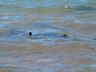 White-tipped sharks circle off the beach on Bartolome Is.