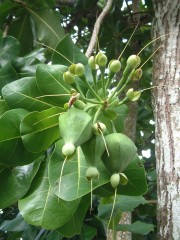 Pods of the Shaving Brush tree.