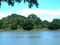 The lush green banks of the Sigatoka River, Viti Levu, S Fiji