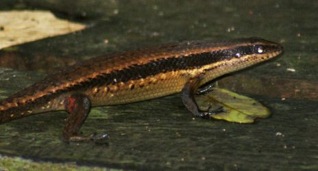 Black banded Skink,	Mabuya rudis, Borneo