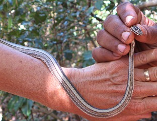 Four lined snake, madagascar