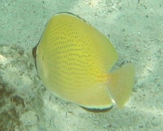 Speckled Butterfly Fish