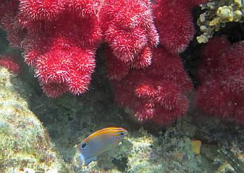 Speckled damselfish beneath a spiky soft coral