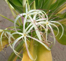 Spider Lilly Flower