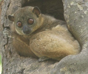 Like a lemur - snuggled in for the night.