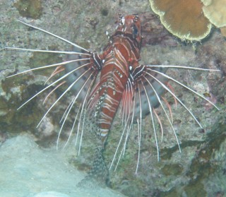 The poisonous Spot-fin Lion Fish