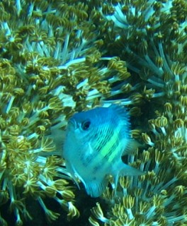 Staghorn Damsel in Starburst Anemone