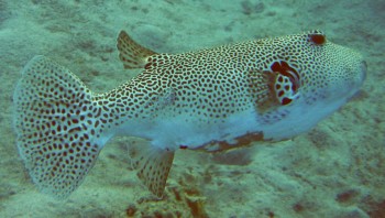 Star Pufferfish Arothron stellatus