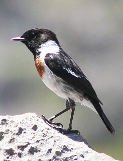 Madagascar Stone Chat in limestone tsingy