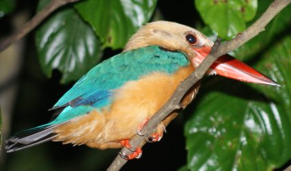 Stork-billed Kingfisher, seen in Borneo