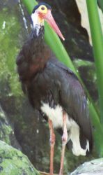 Storm's Stork, in captivity, Labuan, Malaysia