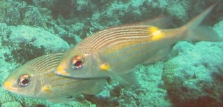 Striped Large-Eye Bream