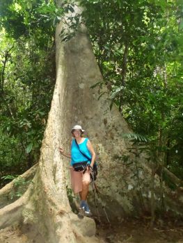 Rainforest tree with massive buttressed root system