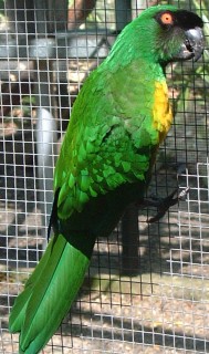 The Masked Shining parrot, also known as the Sulphur-Breasted Parrot
