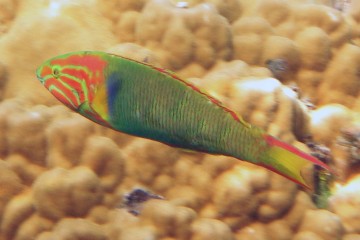 Sunset wrasse, adult (terminal) phase